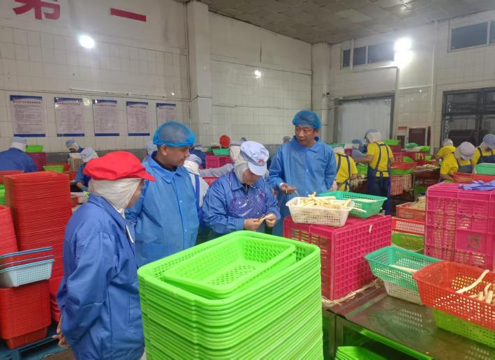 奔赴菏泽考察芦笋种植采收情况