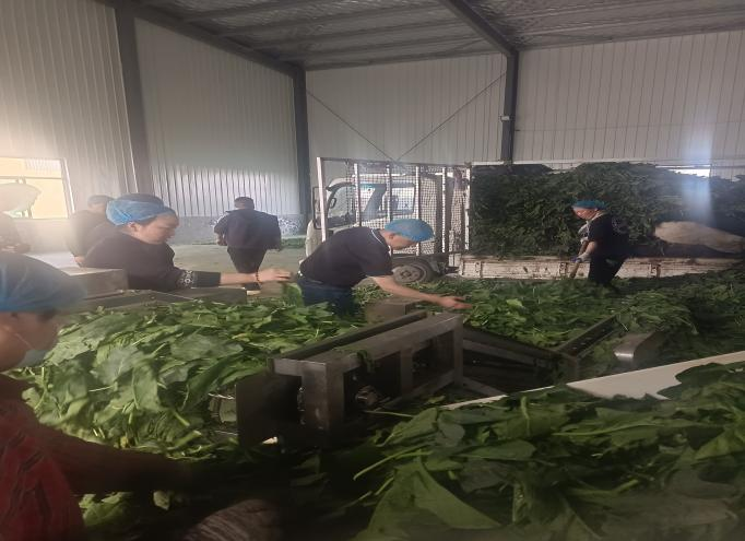 公司领导前往定陶区考察菠菜加工厂及种植基地