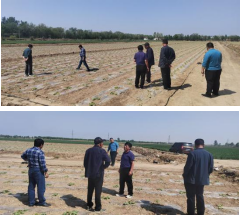 健达分公司为满足订单首次进行茭瓜种植