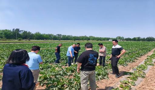 韩国客户代表团到访我司实地考察茭瓜种植基地